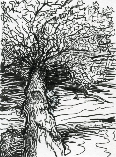 Bord-du-Rhone-3-Arbre-couché_2020-08-25_web Bord-du-Rhone-3-Arbre-couché_2020-08-25_web